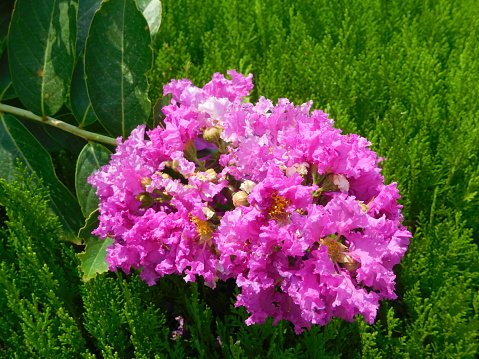 Purple Magic Crape Myrtles are smaller myrtles that produce an abundance of large clusters of dark purple blooms starting in July and lasting well into the latter part of September. The Purple Magic is a semi dwarf, mid-sized crape myrtle that grows to a mature height of 6-10 feet in height and 5-6 feet in width and can bring a burst of color to smaller yard spaces