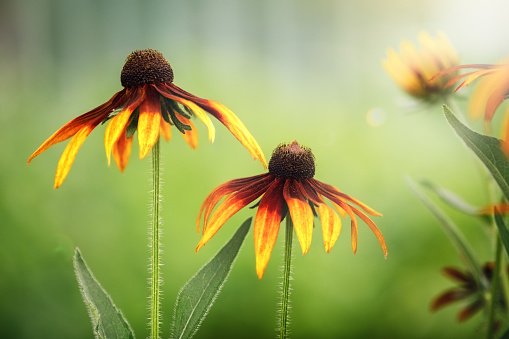 Yellow rudbeckia flowers on grean background with leaves. Gift card, copy space.