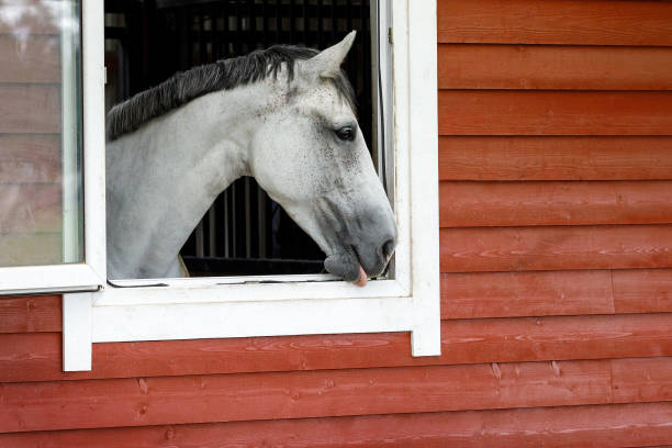 close-up of a white horse looking out from his stall window. horizontal photo, there is free space for text. - horse stall stable horse barn imagens e fotografias de stock