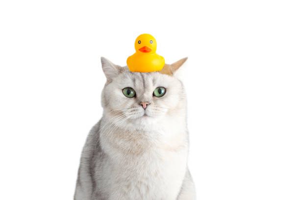 Scottish striped kitten with blue eyes and rubber ducklings toys. The kitten is one month old, isolated on a white background.