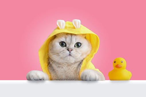 A funny white cat in a yellow coat looks out of a white shell, a yellow rubber duck stands nearby, on a pink background. Close-up. copy space