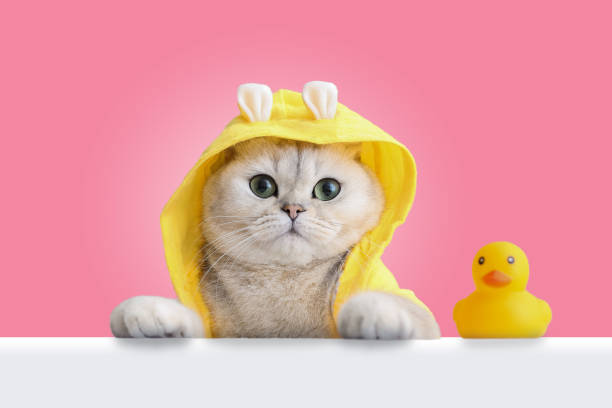 A funny white cat in a yellow coat looks out of a white shell, a yellow rubber duck stands nearby, on a pink background. A funny white cat in a yellow coat looks out of a white shell, a yellow rubber duck stands nearby, on a pink background. Close-up. copy space pet clothing stock pictures, royalty-free photos & images