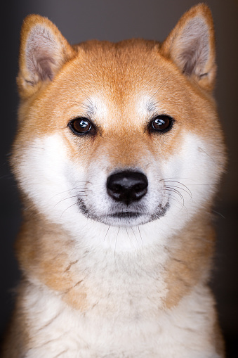 Portrait of a shiba Inu dog in Studio. He is playfully in a photo shoot that was not for him but he stole the show