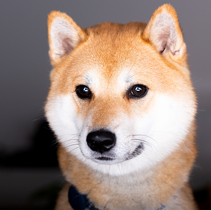 Headshot of a shiba Inu dog in Studio. He is playfully in a photo shoot that was not for him but he stole the show