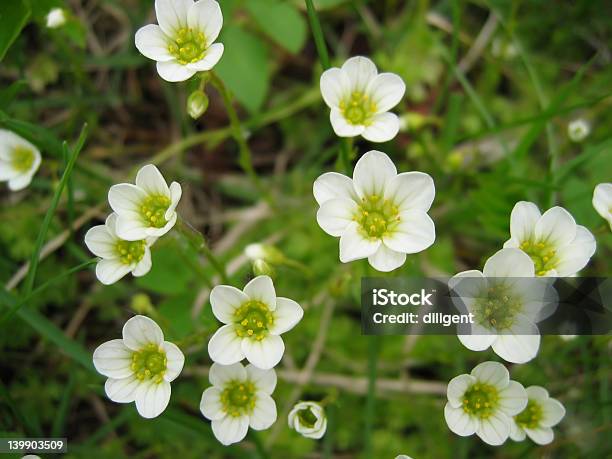 Steinbrech Stockfoto und mehr Bilder von Baumblüte - Baumblüte, Bildhintergrund, Blatt - Pflanzenbestandteile