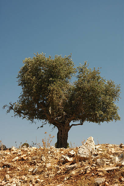 olive tree stock photo