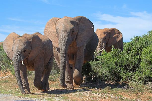 Elephant Family stock photo