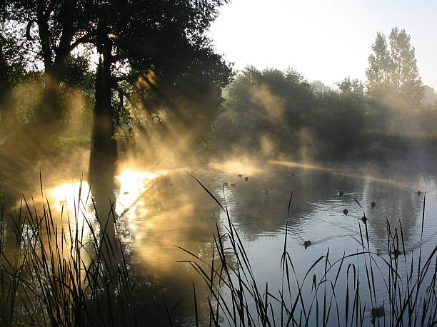 istock Old pond in the morning #2 139903568