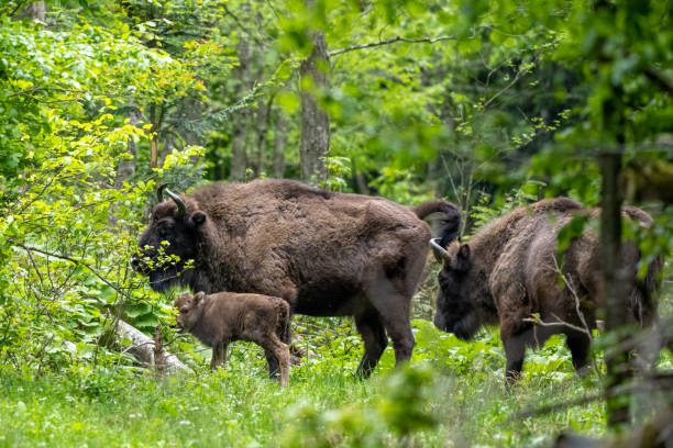 istock European Bison (Bison bonasus). The Bieszczady Mountains, Carpathians, Poland. 1399035698