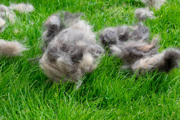 bocanadas de pelo de perro después del cepillado - grooming dog pets brushing fotografías e imágenes de stock