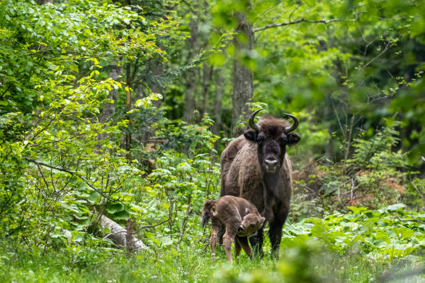 europäischer bison (bison bonasus). bieszczady-gebirge, karpaten, polen. - carpathian mountain range stock-fotos und bilder