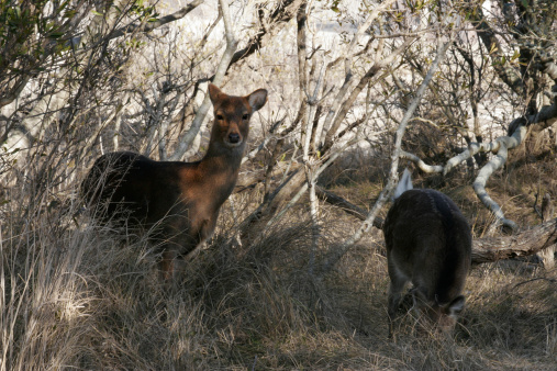 Asian sika deer roaming through a wooded area off the coast of Assateague island National Park