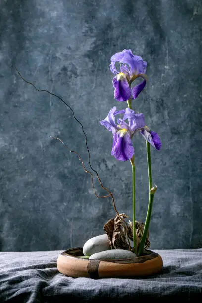 Spring ikebana. Floral composition with spring blooming lilac irises flowers, bark and stones in brown ceramic bowl, standing on grey table with blue background. Japanese style home decor. Copy space