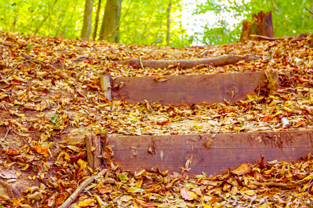 View of the rural stairs made of wooden planks which lead deep into the forest with lush trees.