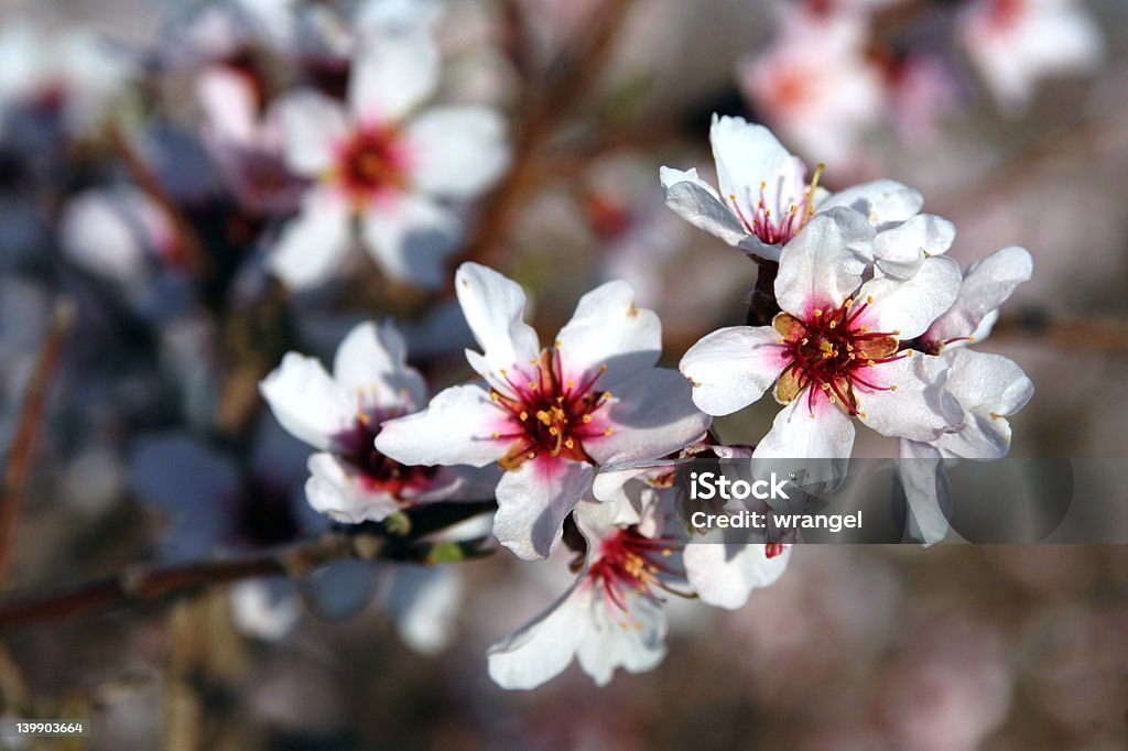 Blooming Apple Tree - Стоковые фото Азия роялти-фри