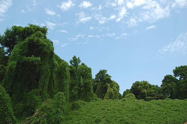 kudzu & nubes - kudzu fotografías e imágenes de stock