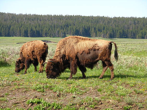 istock Bisons of Yellowstone 139903785