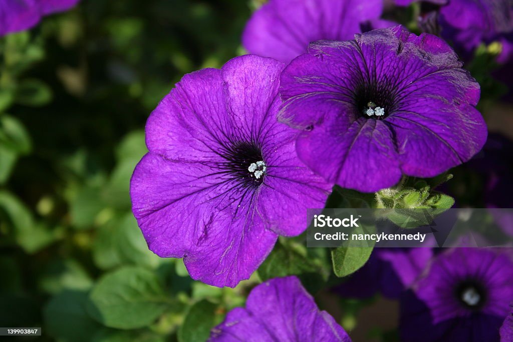 Petunias - Foto stock royalty-free di Aiuola