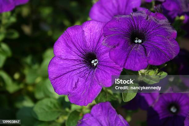 Foto de Petunias e mais fotos de stock de Anual - Característica da planta - Anual - Característica da planta, Borders da Escócia, Cabeça da flor