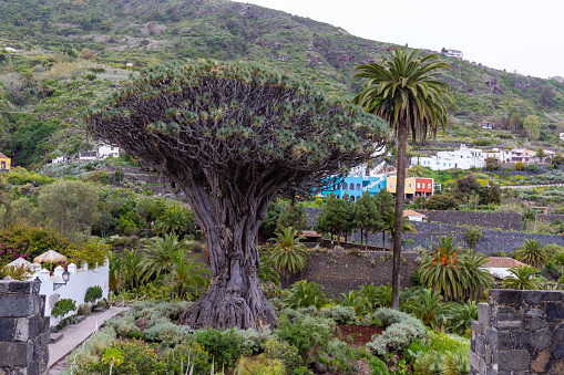 Millenary Drago tree at Icod de los Vinos on Canary Island Tenerife, Spain