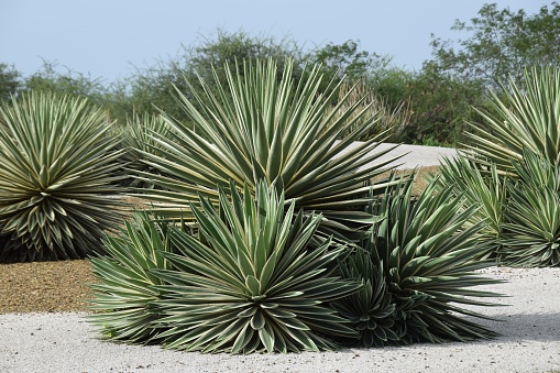 Group of different sized variegated Sisal Agave plants in a tropical garden