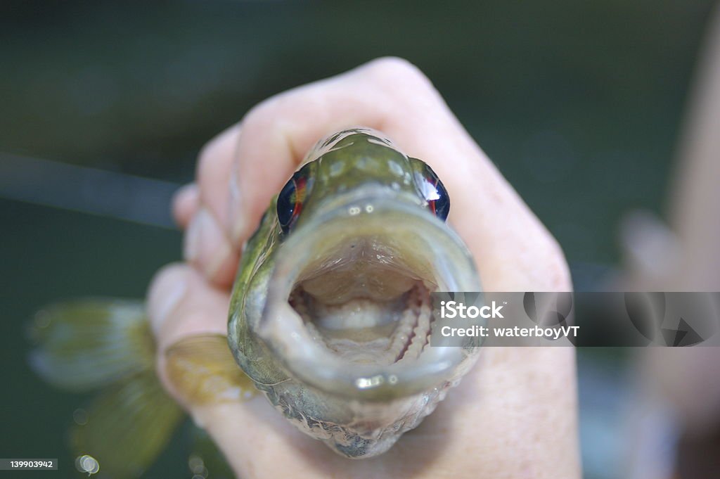 Peces en mano - Foto de stock de Aferrarse libre de derechos