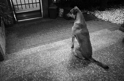 Dog Waitin at home