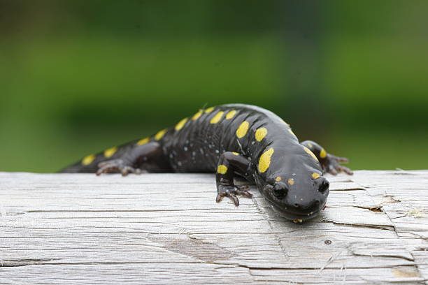 czołgać się lizard - etes zdjęcia i obrazy z banku zdjęć