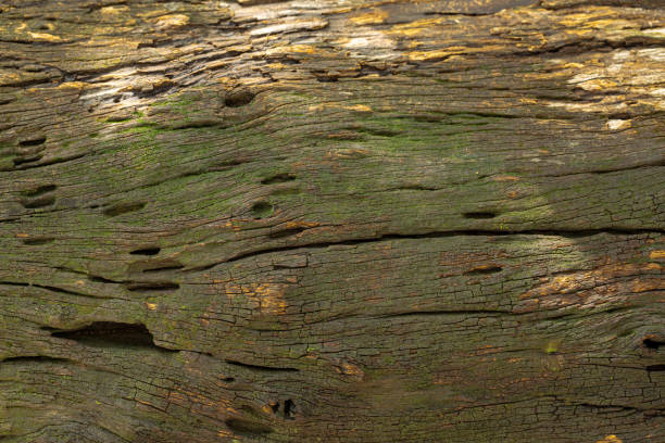 istock Bark of cedar tree texture background,dry tree texture,Texture Of Wood 1399040356