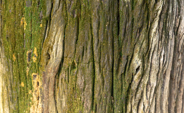 istock Bark of cedar tree texture background,dry tree texture,Texture Of Wood 1399040358