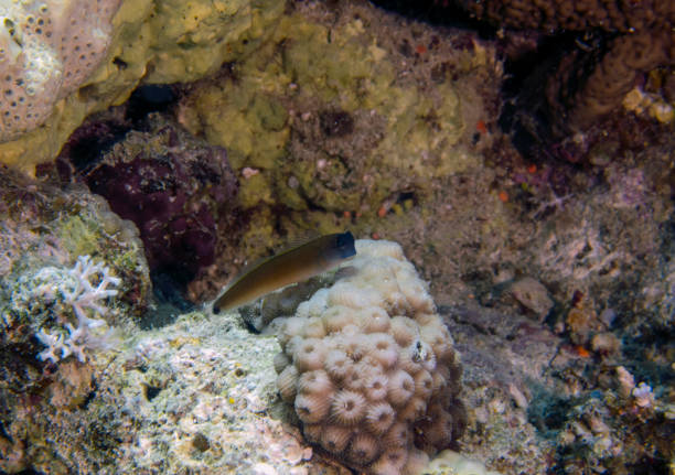 istock An Aron's Blenny (Ecsenius aroni) in the Red Sea, Egypt 1399040384