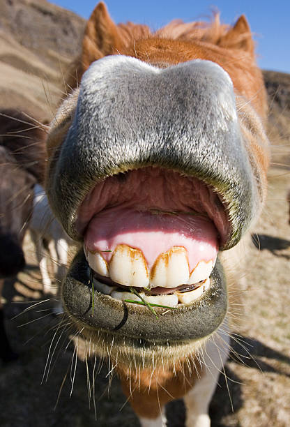 smiling horse stock photo