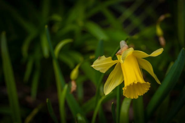 istock Narcissus flower with color bloom in spring sunny morning 1399040680