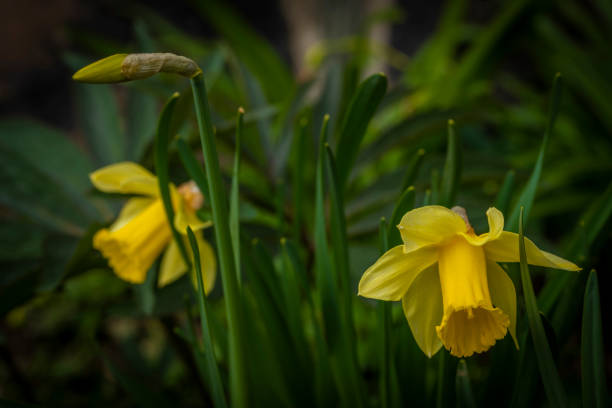 istock Narcissus flower with color bloom in spring sunny morning 1399040706