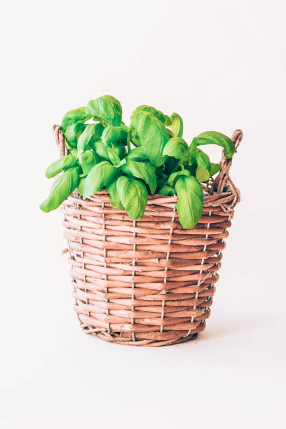 green basil raw herb pot
