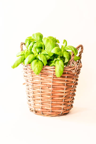 green basil raw herb pot
