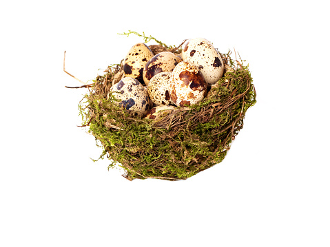 Bird's nest with eggs isolated on a white background. Side view.
