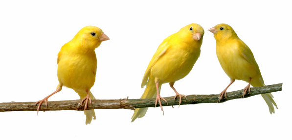 Two canaries communicating to each other while a third is listening