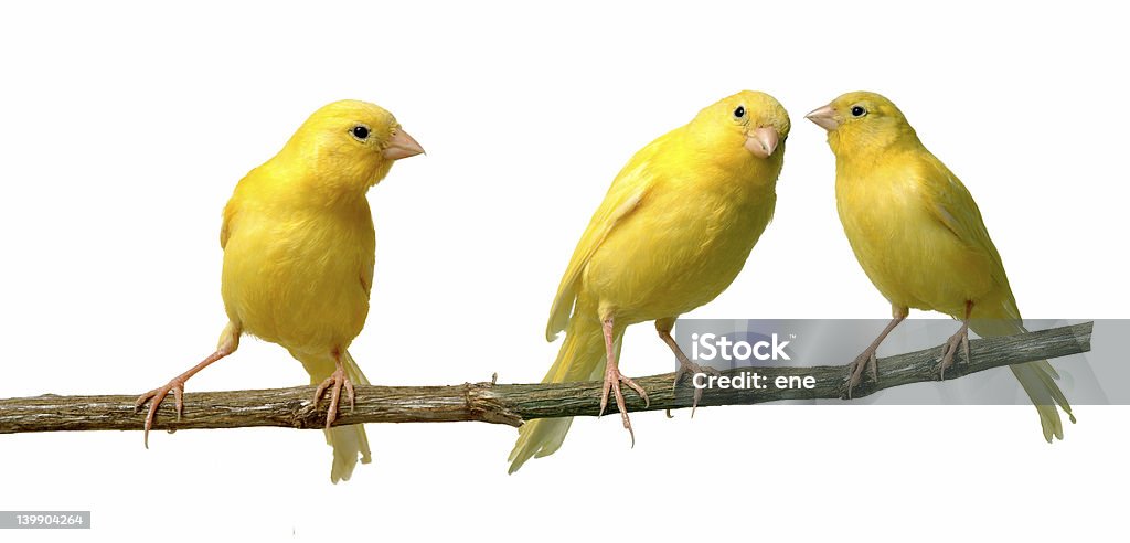 Canary Islands Two canaries communicating to each other while a third is listening Canary Stock Photo