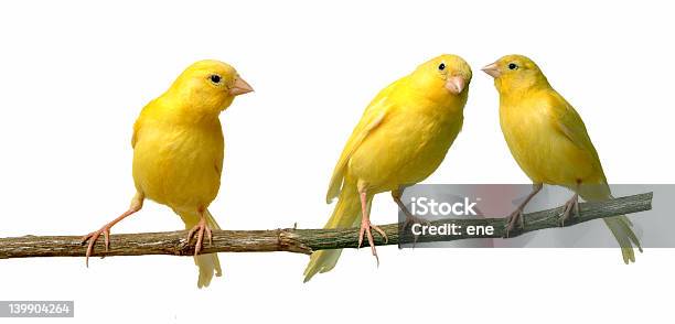 Canary Islands Stock Photo - Download Image Now - Canary, Bird, Discussion
