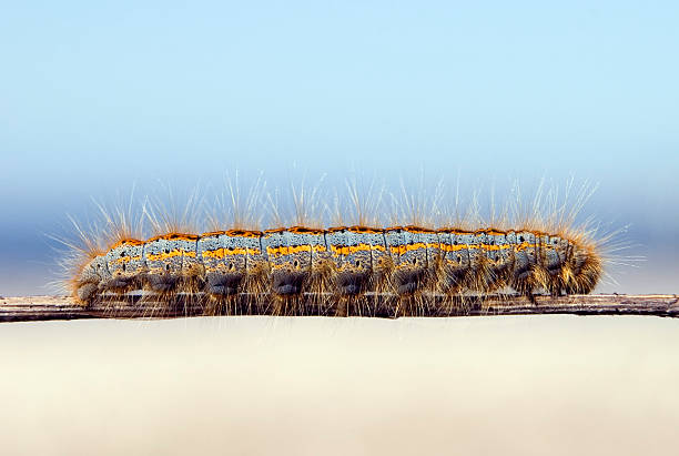 gąsienica - branch caterpillar animal hair insect zdjęcia i obrazy z banku zdjęć