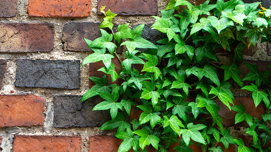Branches of green ivy or hedera crawling along an old red brick wall background close-up.