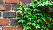 Branches of green ivy or hedera crawling along an old red brick wall background close-up