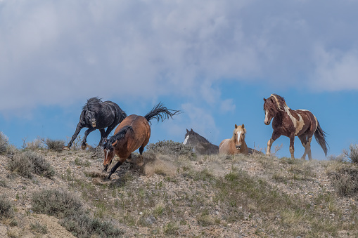 Pretty wild horses (mustangs) bite and race their way down rocky slope in chase to establish dominance at McCullough Peaks near Cody, Wyoming in western USA.