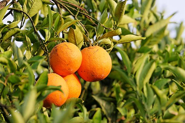 Orange tree stock photo