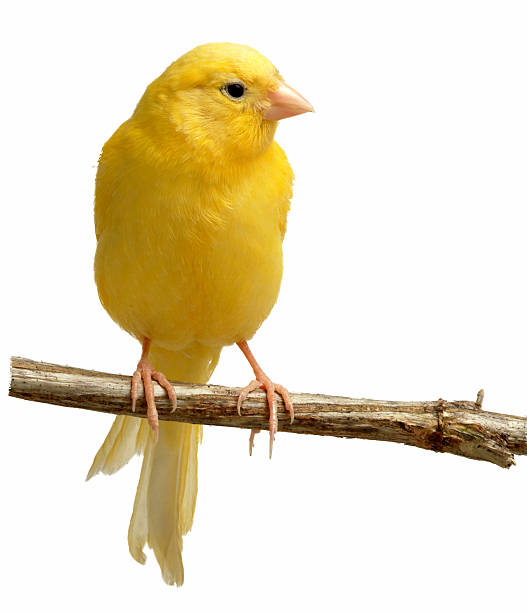 istock Single canary bird on a wood perch on a white background 139904380