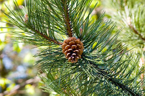 Green pine cone on tree branch in sunlight.