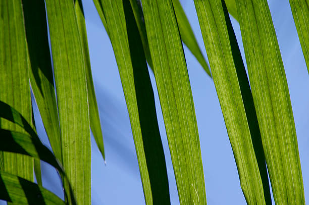 istock Close up of Palm tree frond against blue sky 139904487