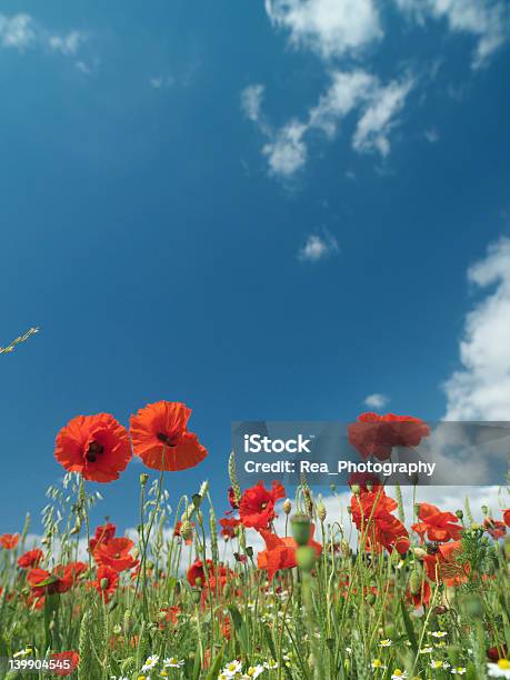 Lato Niebo Pole - zdjęcia stockowe i więcej obrazów Bez ludzi - Bez ludzi, Fotografika, Pionowy