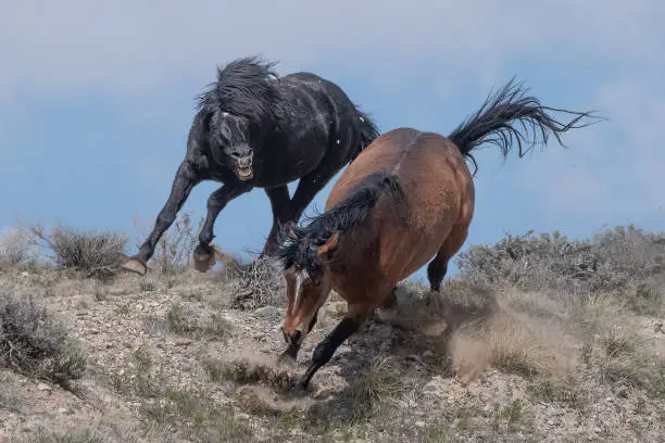 Bay and black wild horses (mustangs) bite, fight and race their way down rocky slope in chase to establish dominance at McCullough Peaks near Cody, Wyoming in western USA.
